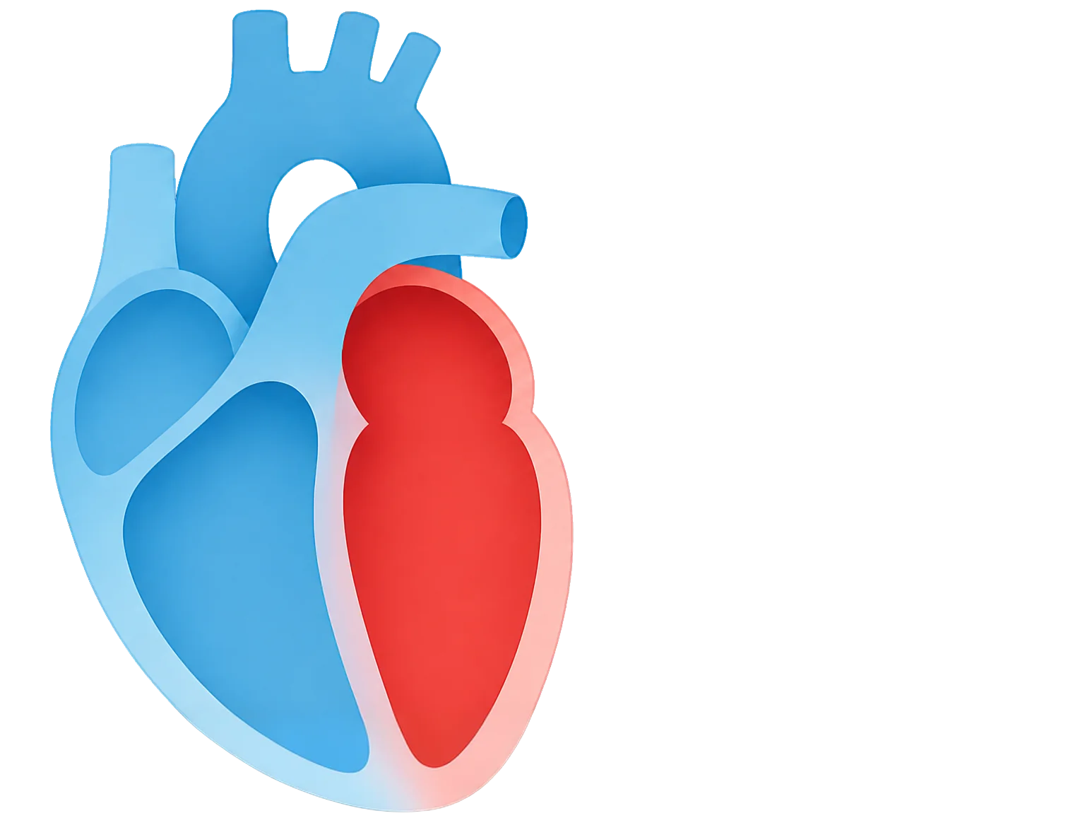 A cross-section of the heart showing where each measure is taken