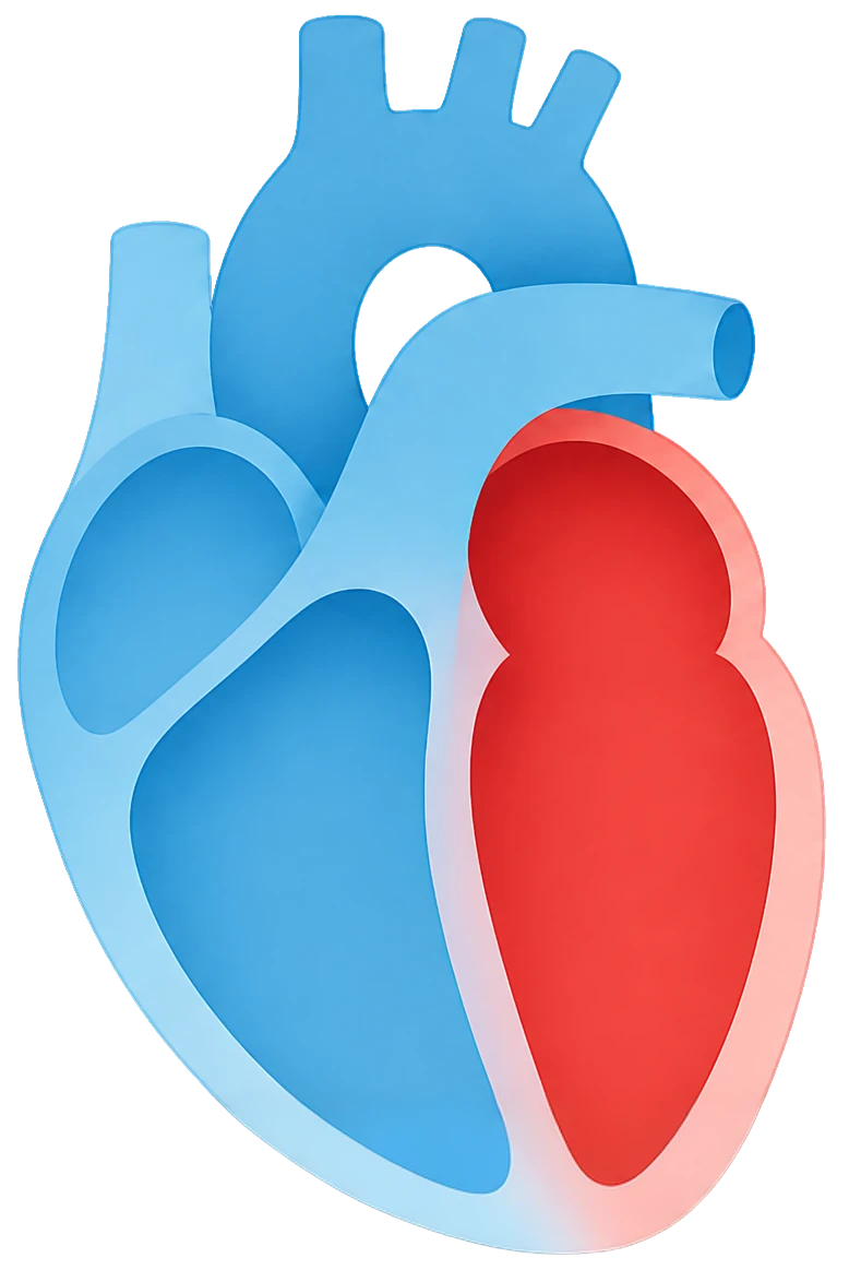 Cross-section of a human heart with the left ventricle marked